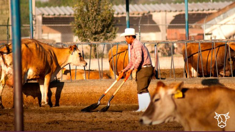 15/08/2023 Convocan a ganaderos y veterinarios a estrategia por regiones para erradicar tuberculosis bovina