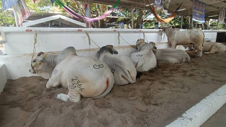 11/10/2023. xevatabasco: Tabasco está en vías de erradicar la tuberculosis bovina, asegura Sedafop