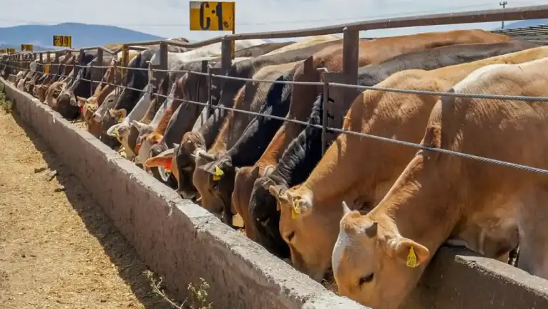 09/01/2024. Línea Directa: Persisten los precios bajos en la venta de ganado en Sinaloa