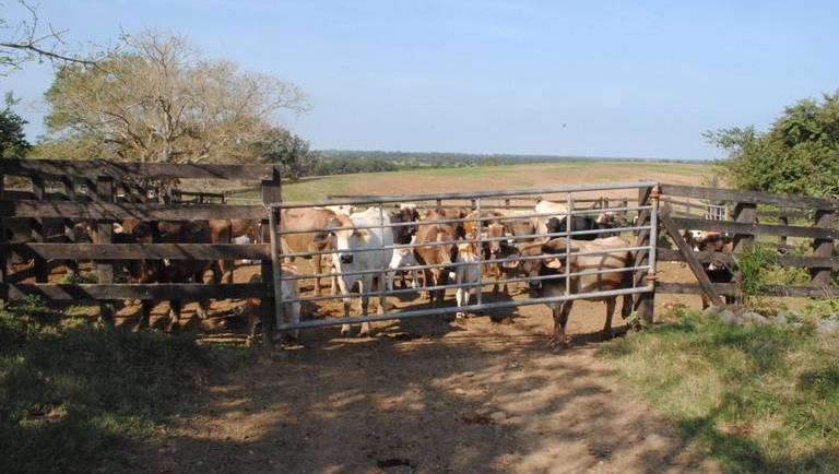 03/05/2024. El Sol de Tampico: La alternativa al desafío de la sequía: ganaderos del norte de Veracruz apuestan por los cítricos
