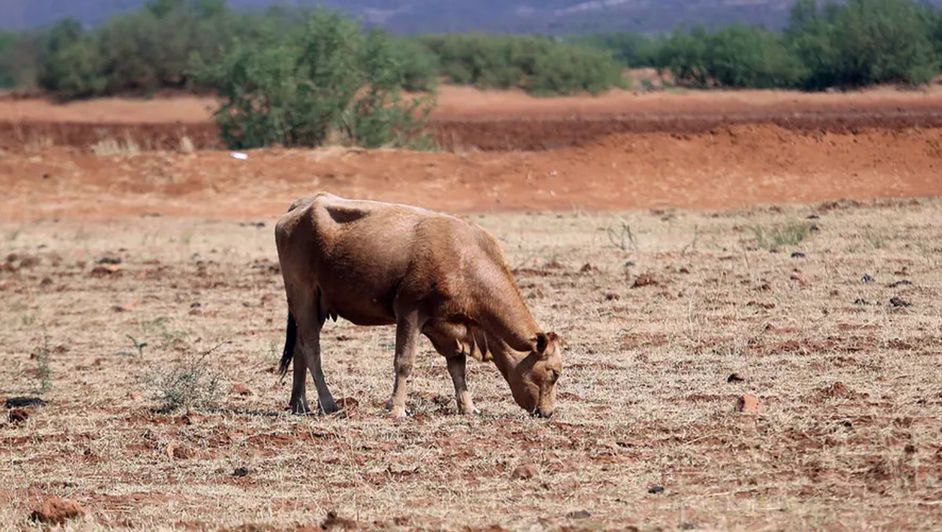 28/05/2024. Milenio: Cerca de 500 mil cabezas de ganado soportan sequía y calor en Durango